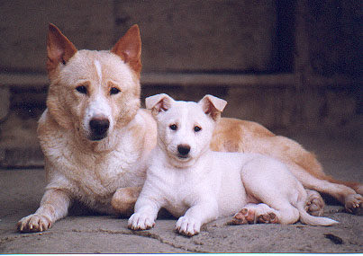 Lilith and Puppy, Velikaya's Kennels