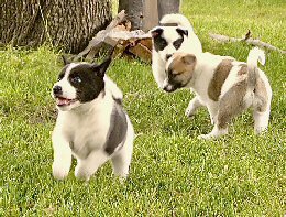 Puppies