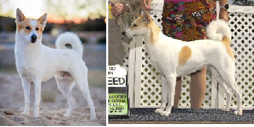 Be'er Sheva Canaan Dogs