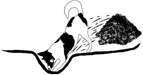 Canaan Dogs to the Rescue