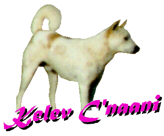 feral dog