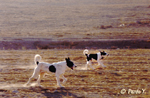 Semi-wild Dogs