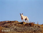 Semi-wild Dog