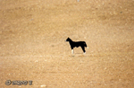 Semi-wild Dog