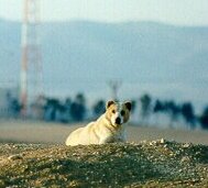 Dog with cropped ears
