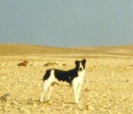 Dog with docked tail