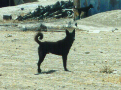 Bedouin Dog
