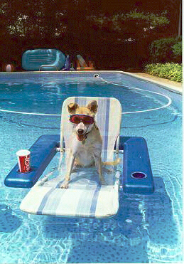 Holly in the Pool