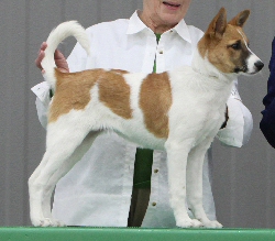Best Puppy