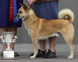 Best of Breed