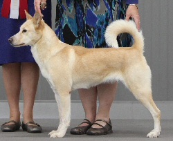Reserve Grand Champion