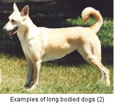 Long Bodied Dogs