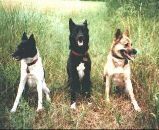 Ch. Geva's Karniela of Kansas, Ch. Micah Haviv me Kansas, and Keely's Girl Tobie